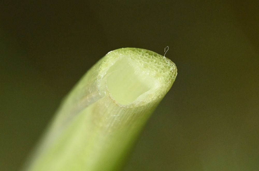 nächstes Bild