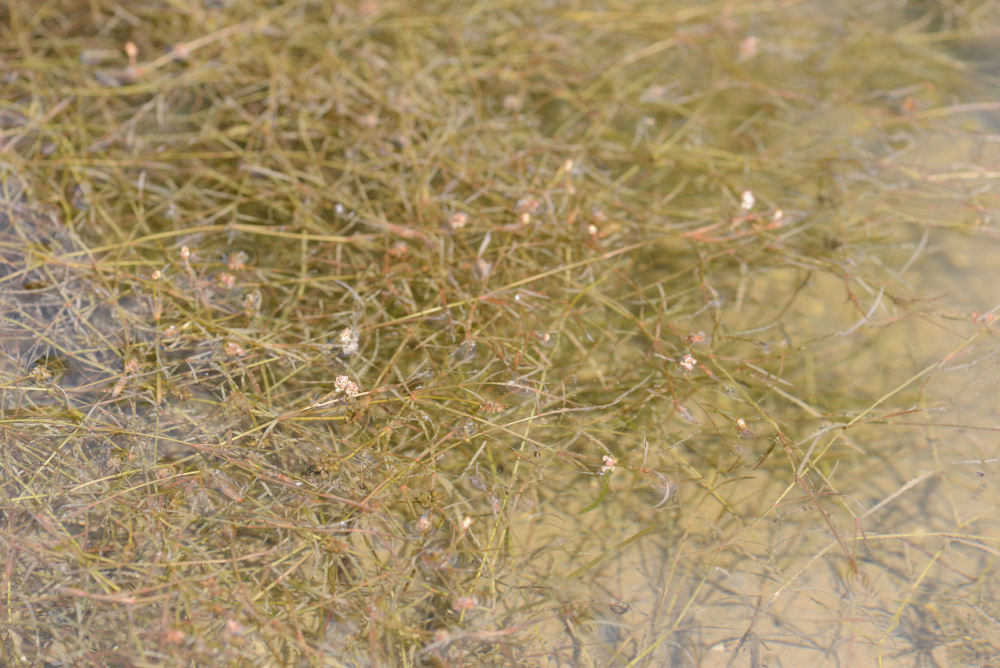 nächstes Bild
