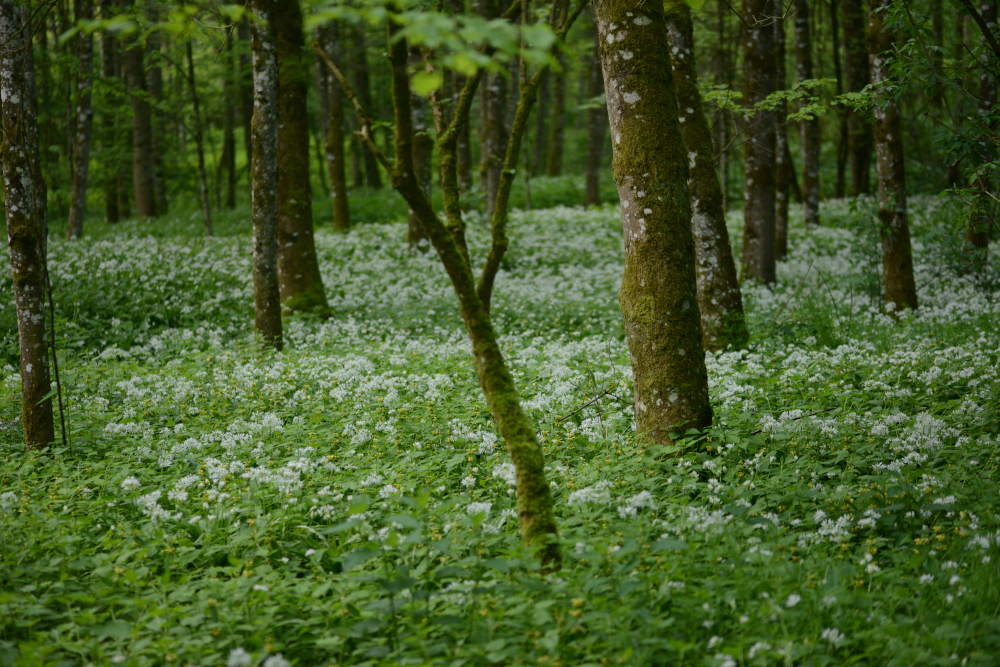 nächstes Bild