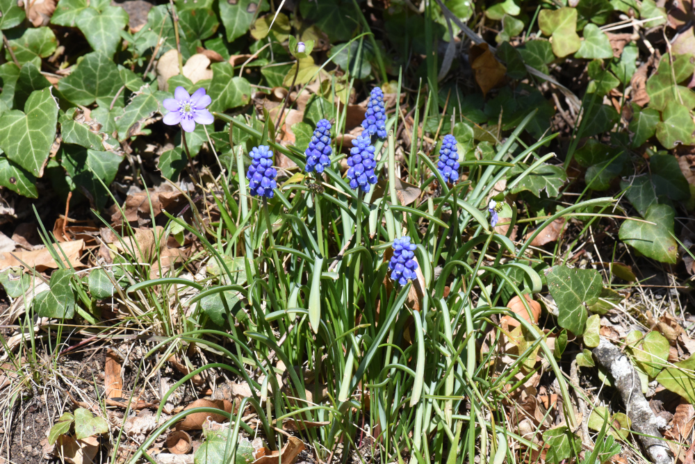 nächstes Bild