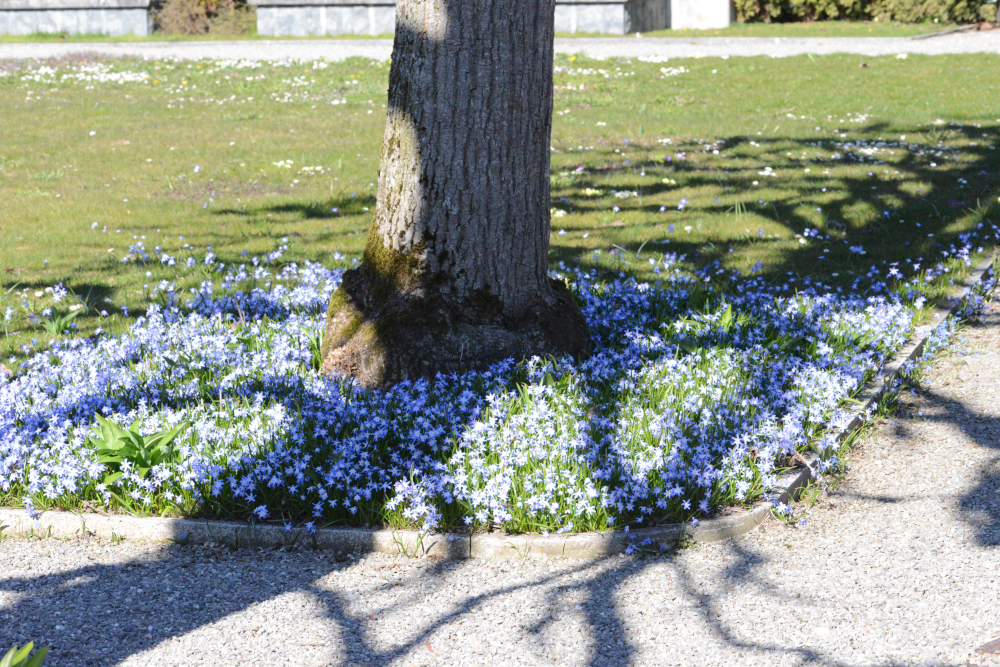 nächstes Bild