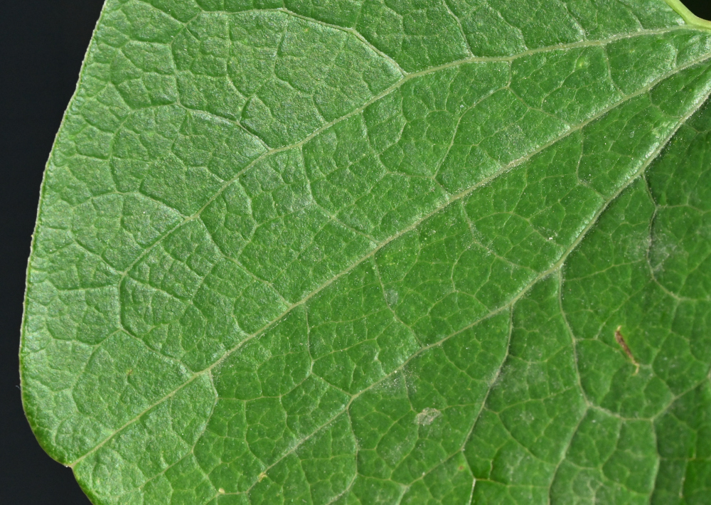 nächstes Bild