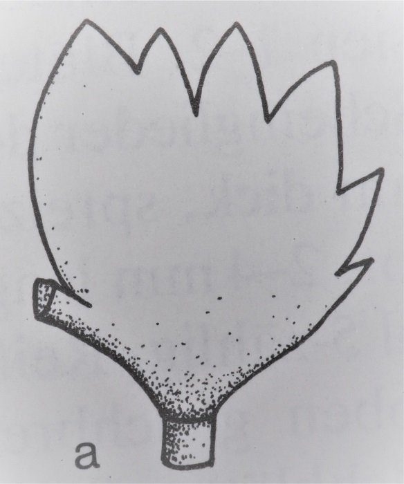 nächstes Bild