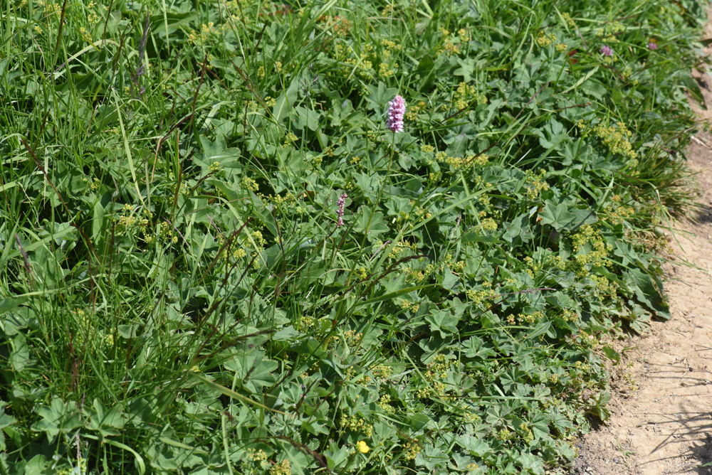 nächstes Bild