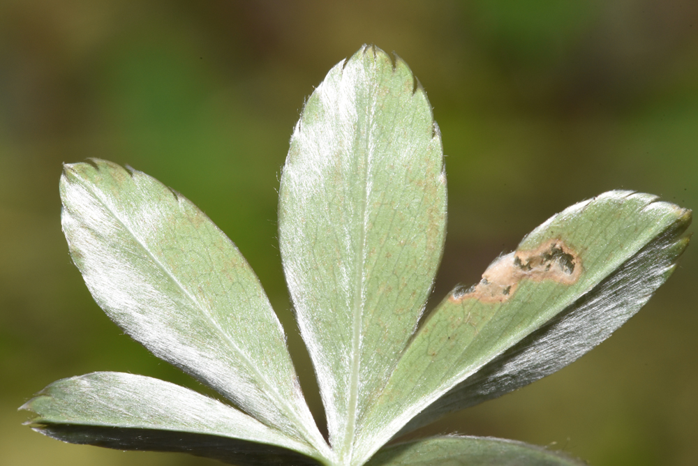 nächstes Bild