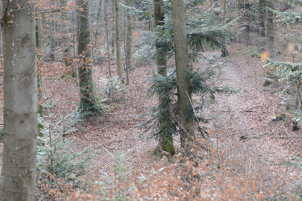 nächstes Bild