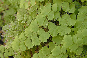 Salvinia natans