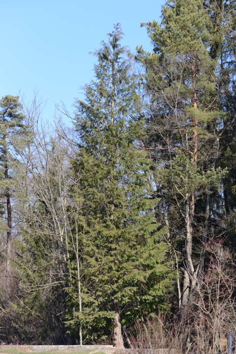 nächstes Bild