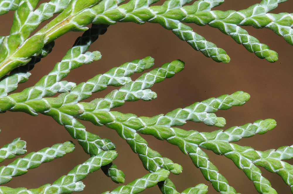 nächstes Bild