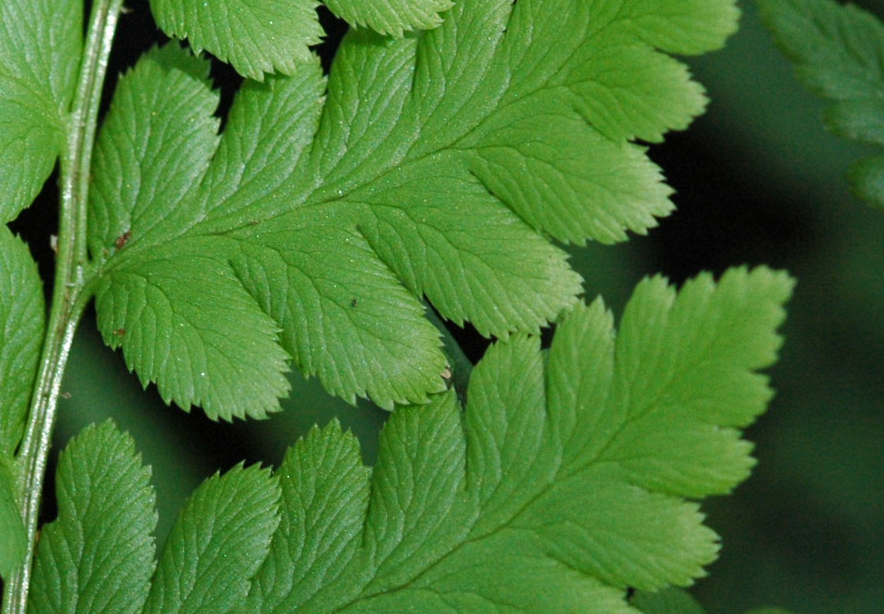 nächstes Bild