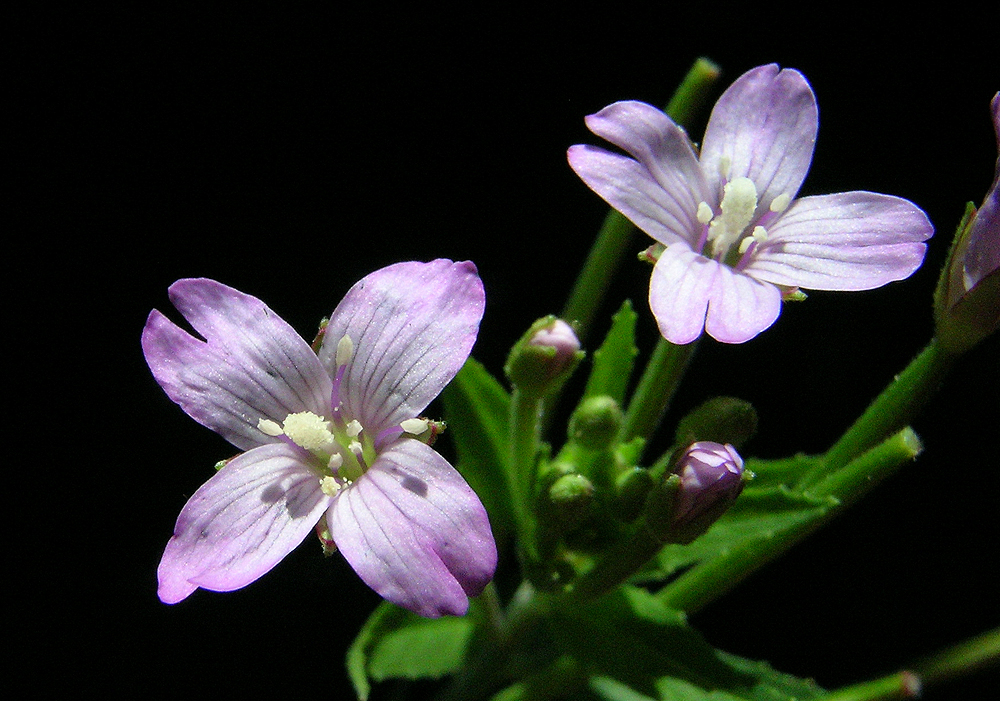 nächstes Bild