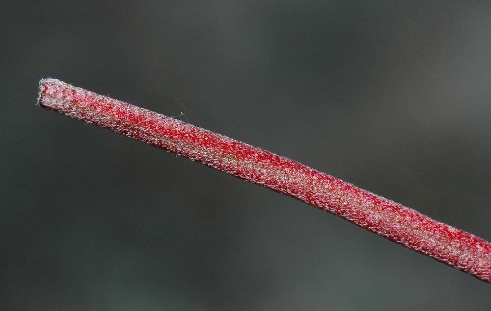 nächstes Bild