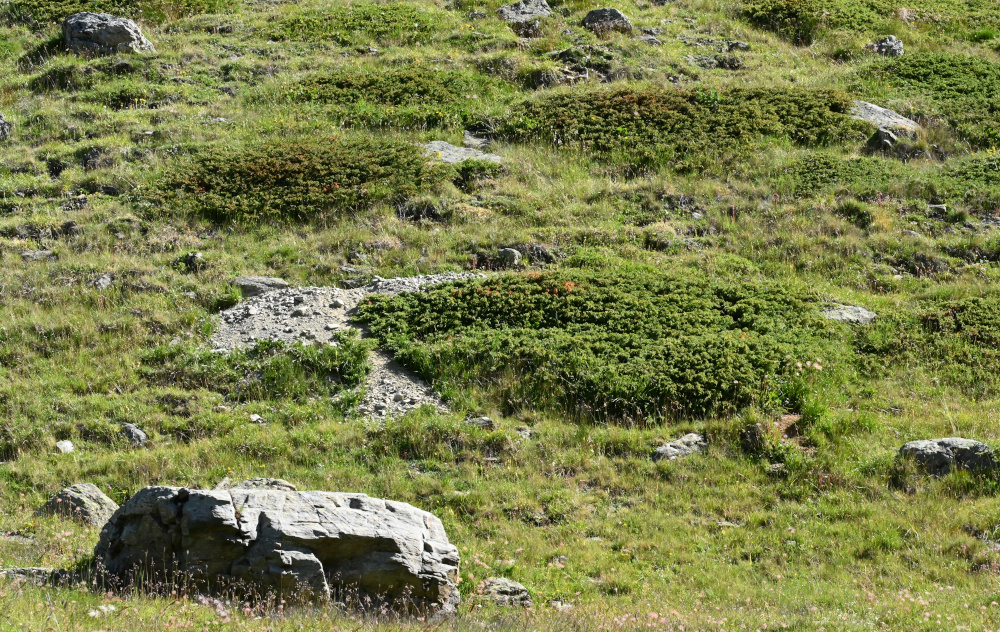 nächstes Bild