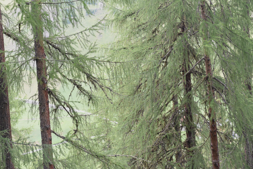 nächstes Bild