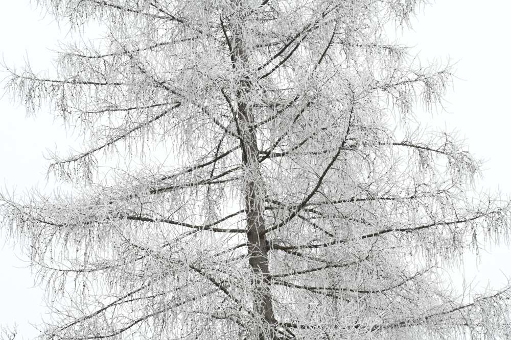 nächstes Bild