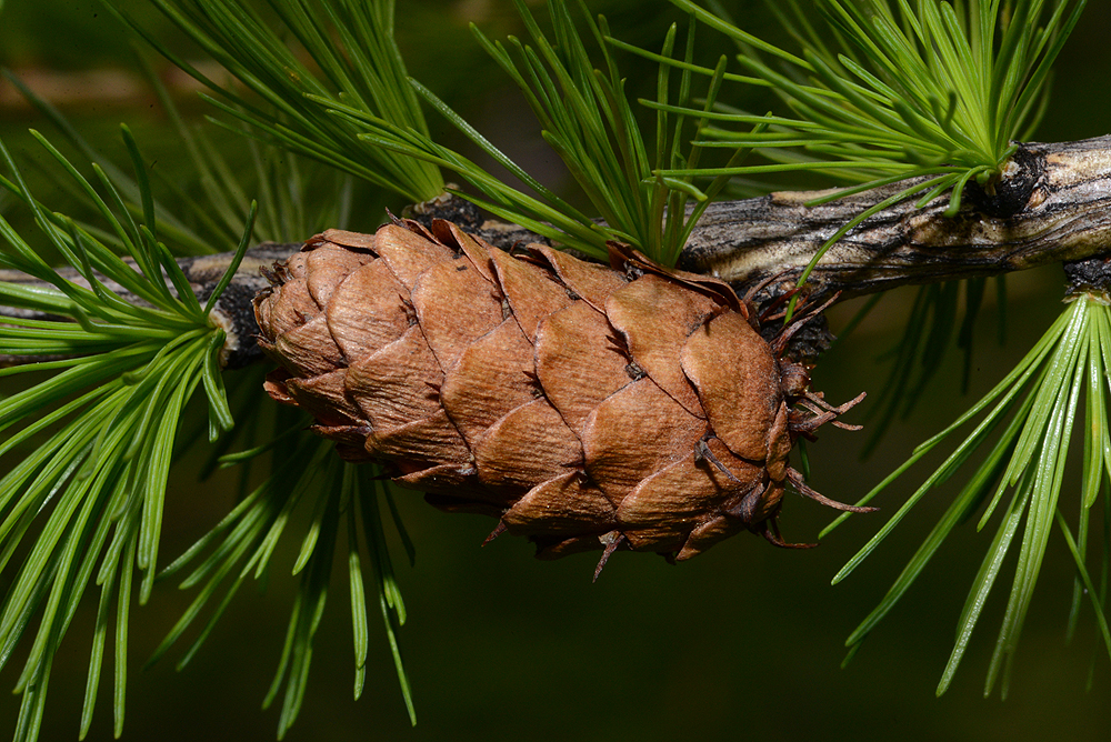 nächstes Bild