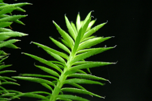 Lycopodium annotinum 