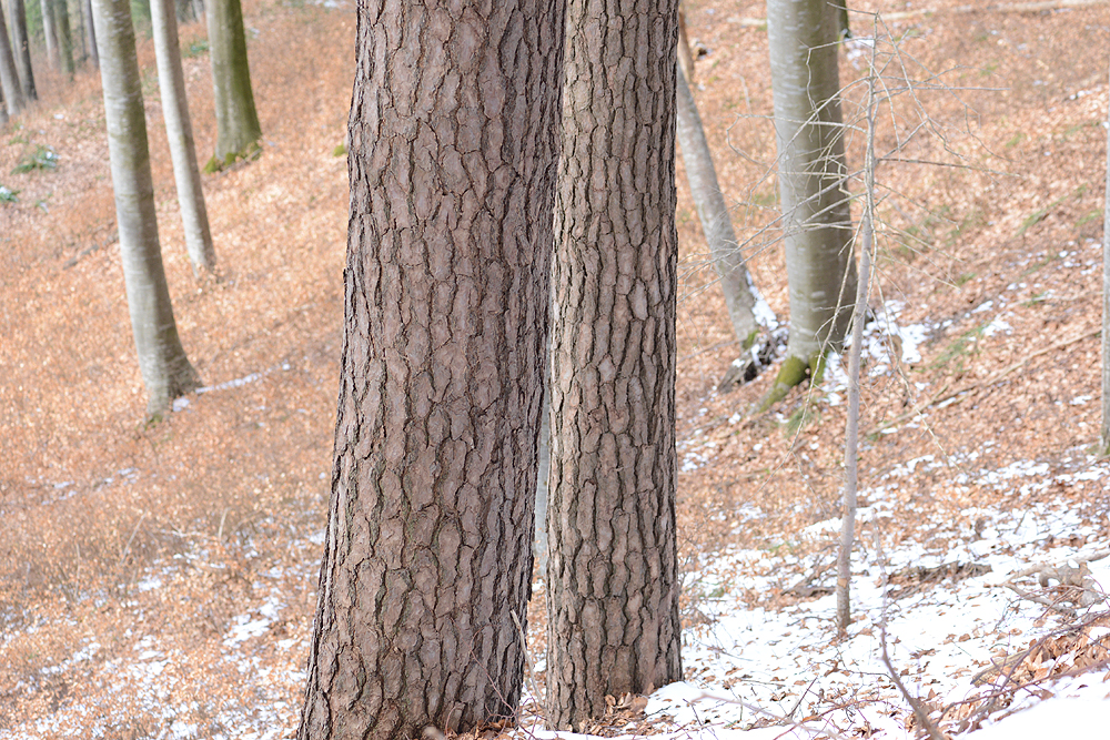 nächstes Bild
