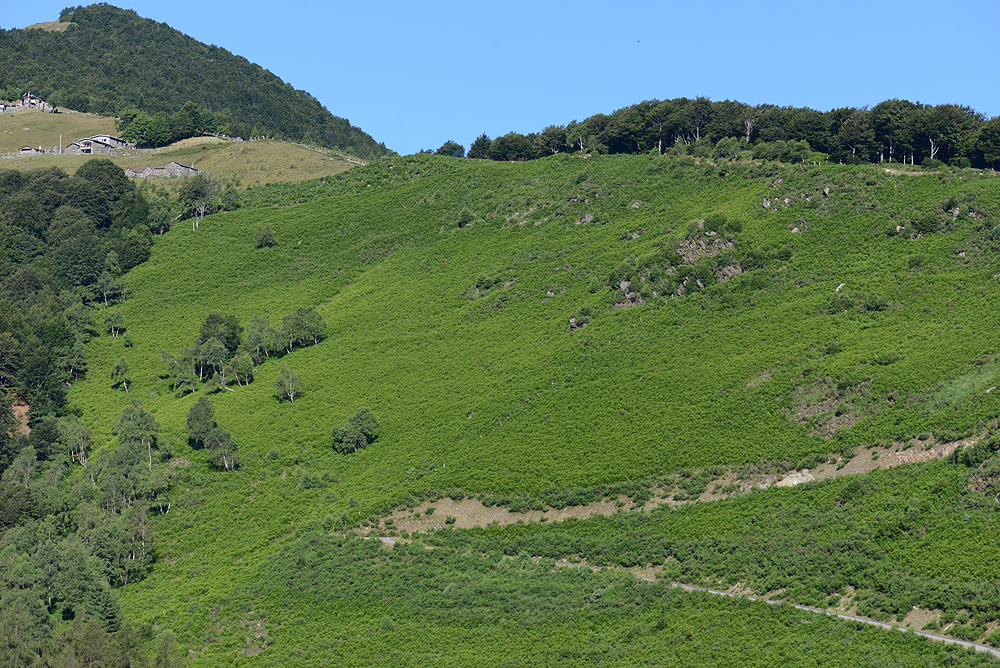 nächstes Bild