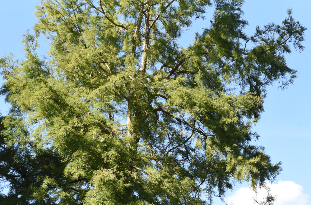nächstes Bild